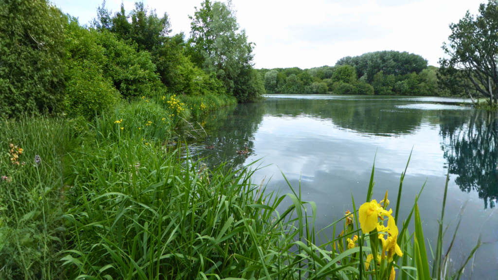 Lac du Héron et réserve naturelle à Villeneuve-d’Ascq, espace naturel emblématique proche des quartiers résidentiels.